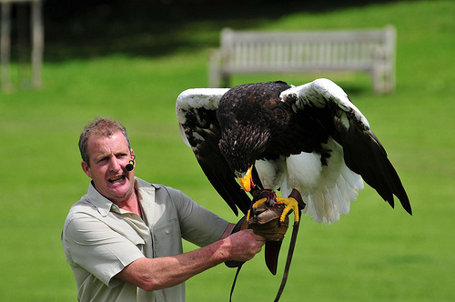 Chris and Nikita, Steller's Sea Eagle