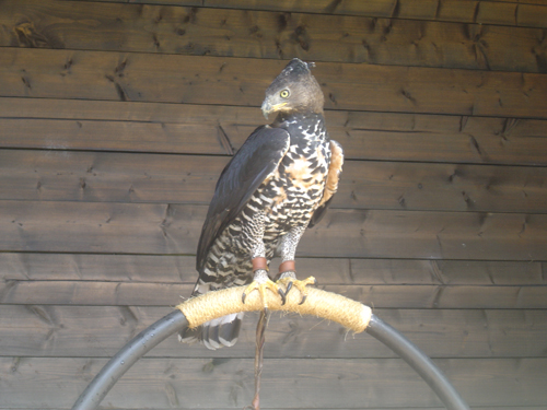 Albert, African Crowned Eagle