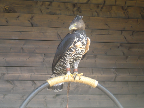 Albert, African Crowned Eagle