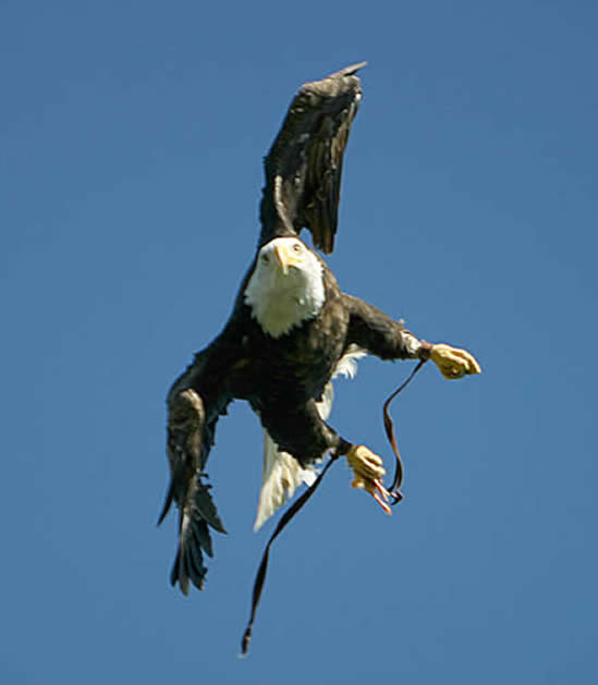 Sidney, Bald Eagle