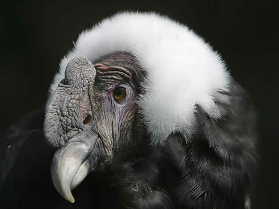 Carlos, Andean Condor