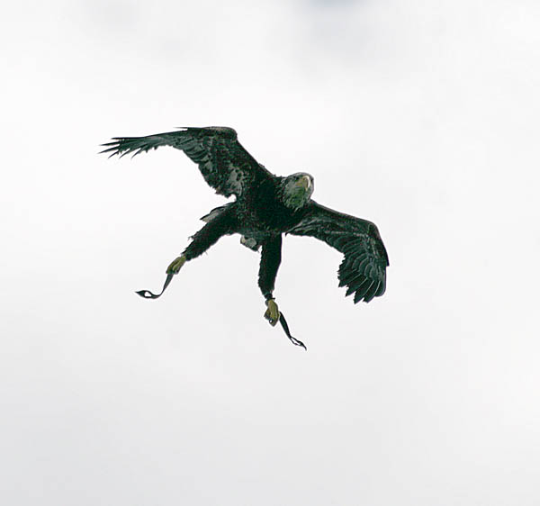 Henry, Bald Eagle