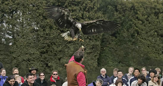Chris and Archie, Bald Eagle at Warwick Castle
