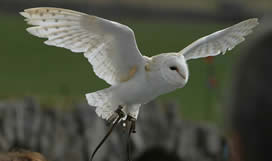 Barny, Barn Owl