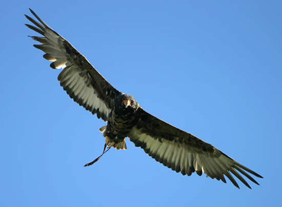 Batty, Bateleur Eagle