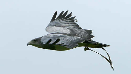 Ebore, Chilean Eagle