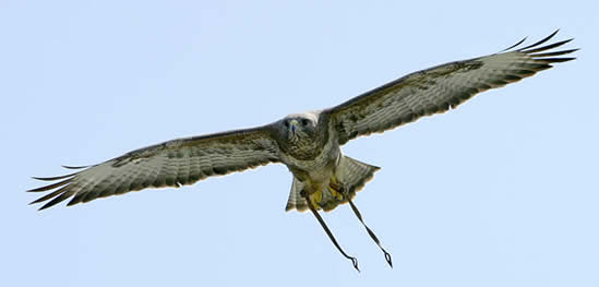 Dangerous Brian, Common Buzzard