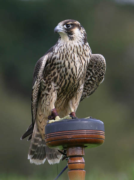 Elsie, juvenile Peregrine Falcon