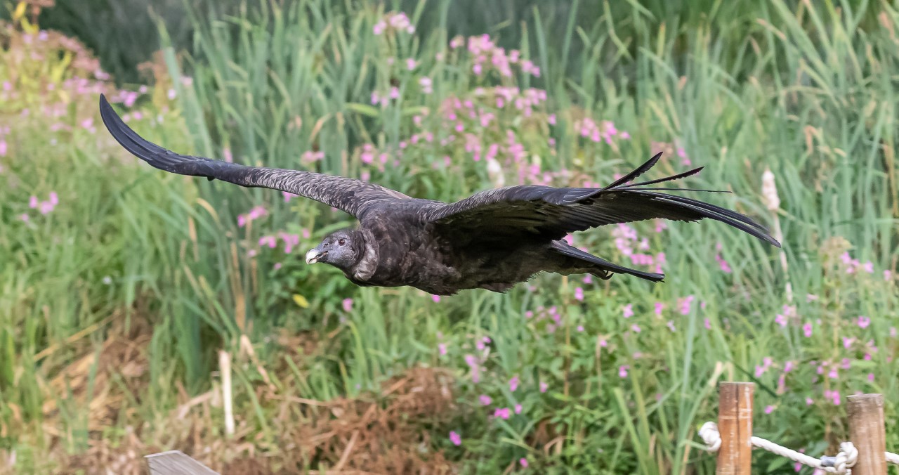 Rosie, Andean Condor