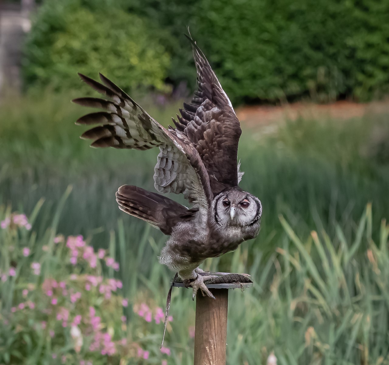 Ernie, Verreaux Eagle Owl