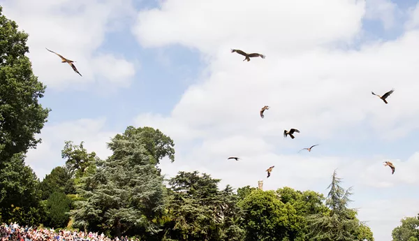 Team of Black Kites and Red Kites