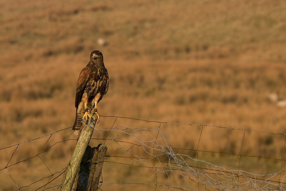 Lucy, Harris' Hawk on a Falconry Experience