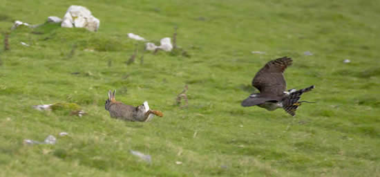 Adult Goshawk pursuing a rabbit
