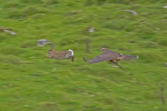 Juvenile Goshawk pursuing a rabbit