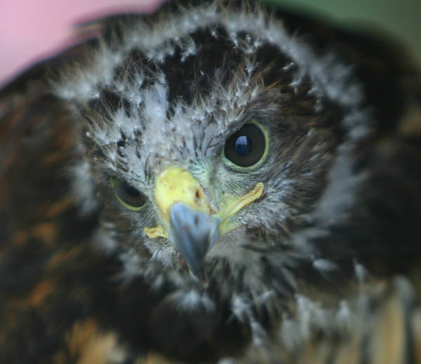 Molly, juvenile Harris' Hawk