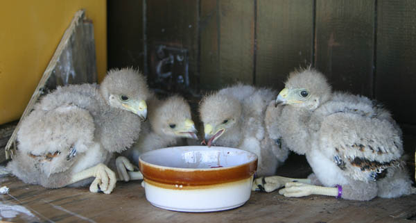 Baby Harris' Hawks at feeding time