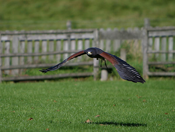 Hannah, Harris' Hawk