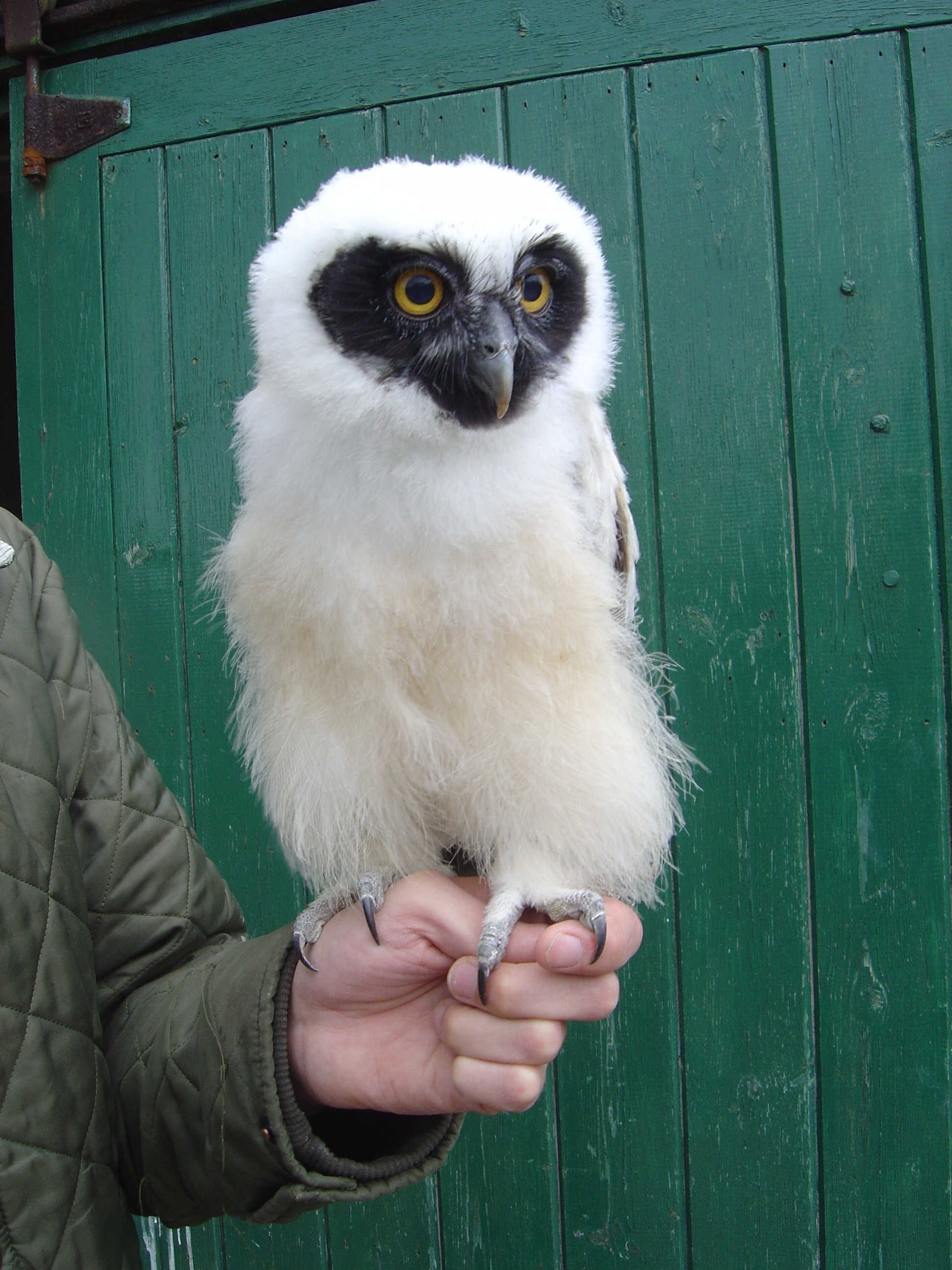 Bandit, juvenile Spectacled Owl