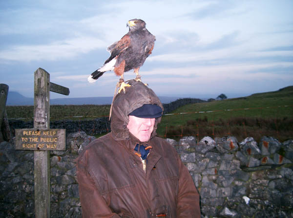 Amie, Harris' Hawk on a Falconry Experience