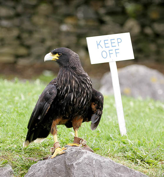 Johnny, Striated Caracara