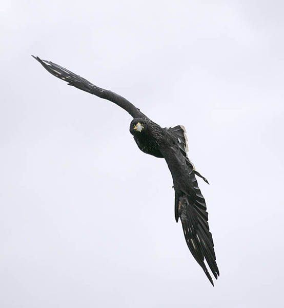 Johnny, Striated Caracara