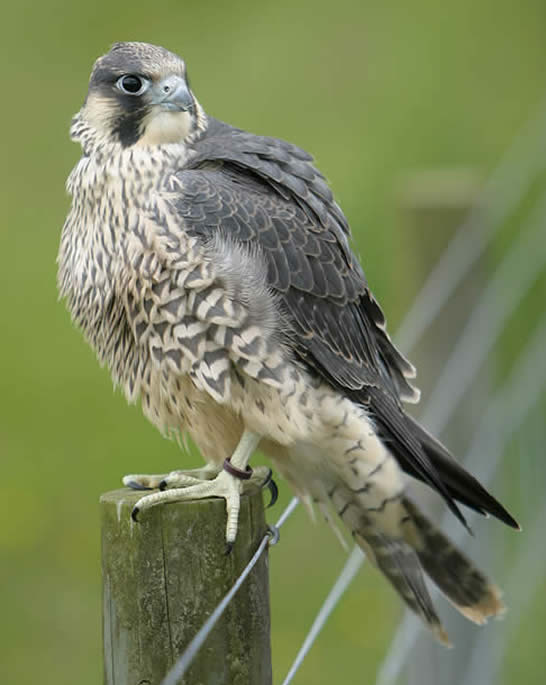 Didge, home bred Peregrine Falcon