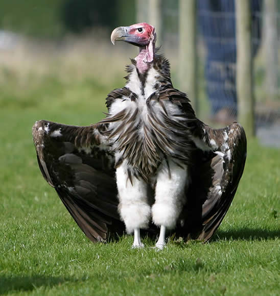 Vera, Lappet-faced Vulture