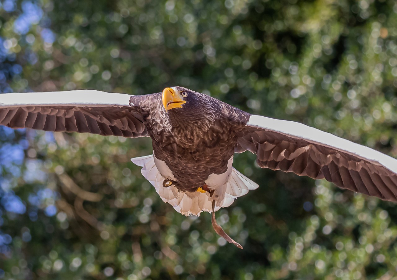 Marvin, Steller's Sea Eagle