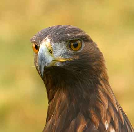 Mouse, Golden Eagle