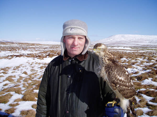 Goshawk on a Falconry Experience