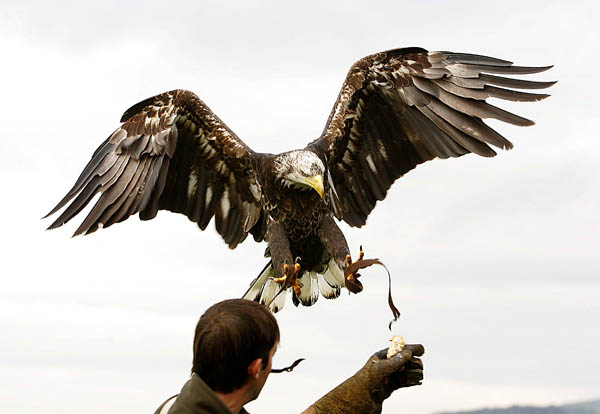 Paul and Archie, Bald Eagle