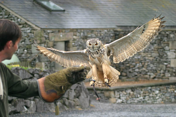 Paul and Rocky, Bengal Eagle Owl