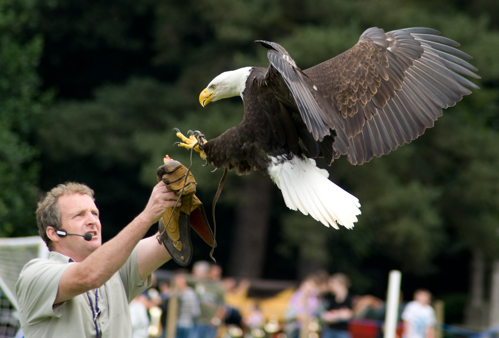 Sidney, Bald Eagle at Eagle and Vulture show