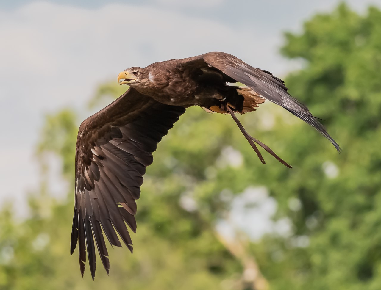 Skye, White-tailed Sea Eagle