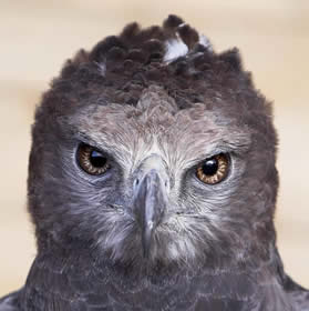 Andy, Martial Eagle