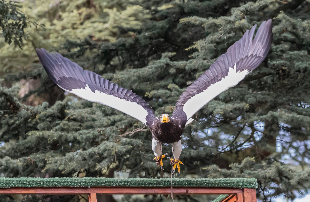 Nikita, Steller's Sea Eagle