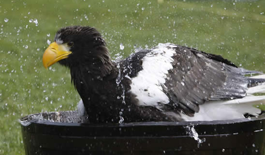 Nikita, Steller's Sea Eagle taking a bath