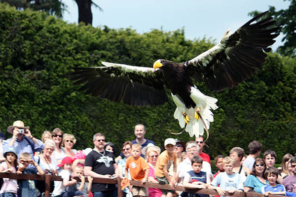 Nikita, Steller's Sea Eagle at Warwick Castle