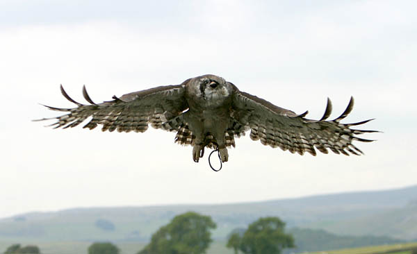 Ernie, Verreaux's Eagle Owl