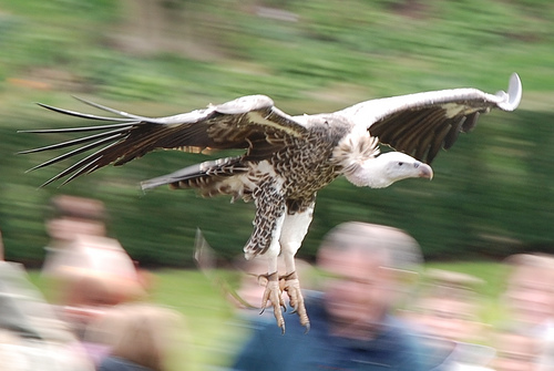 Emma, Ruppell's Griffon Vulture