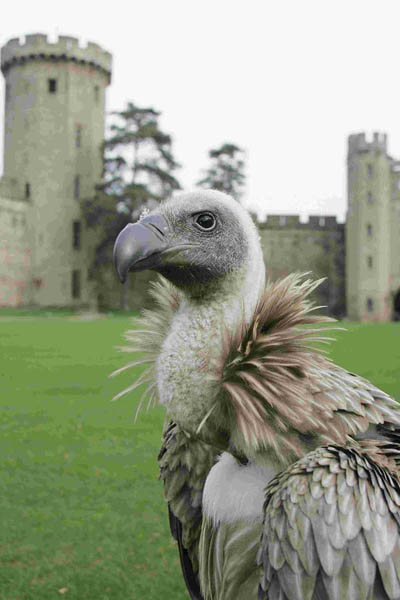 Dyson, African White-backed Vulture at Warwick Castle