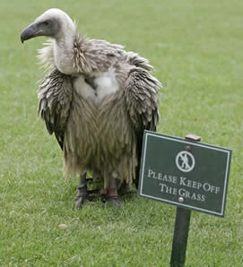Dyson, African White-backed Vulture